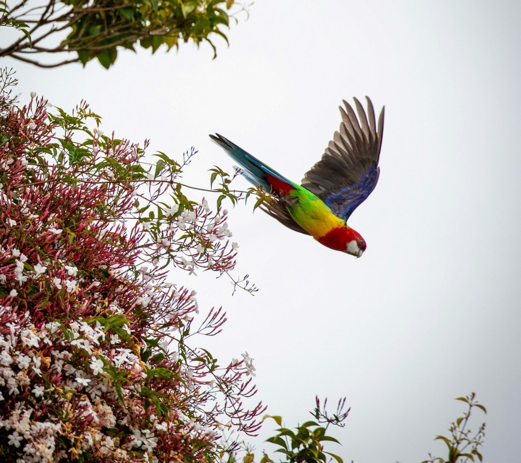 On the Wings of a Rosella – Short&nbsp;Story